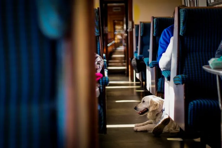 Τέμπη : Το “ανήσυχο” σκυλάκι που έσωσε τη ζωή δύο φοιτητών