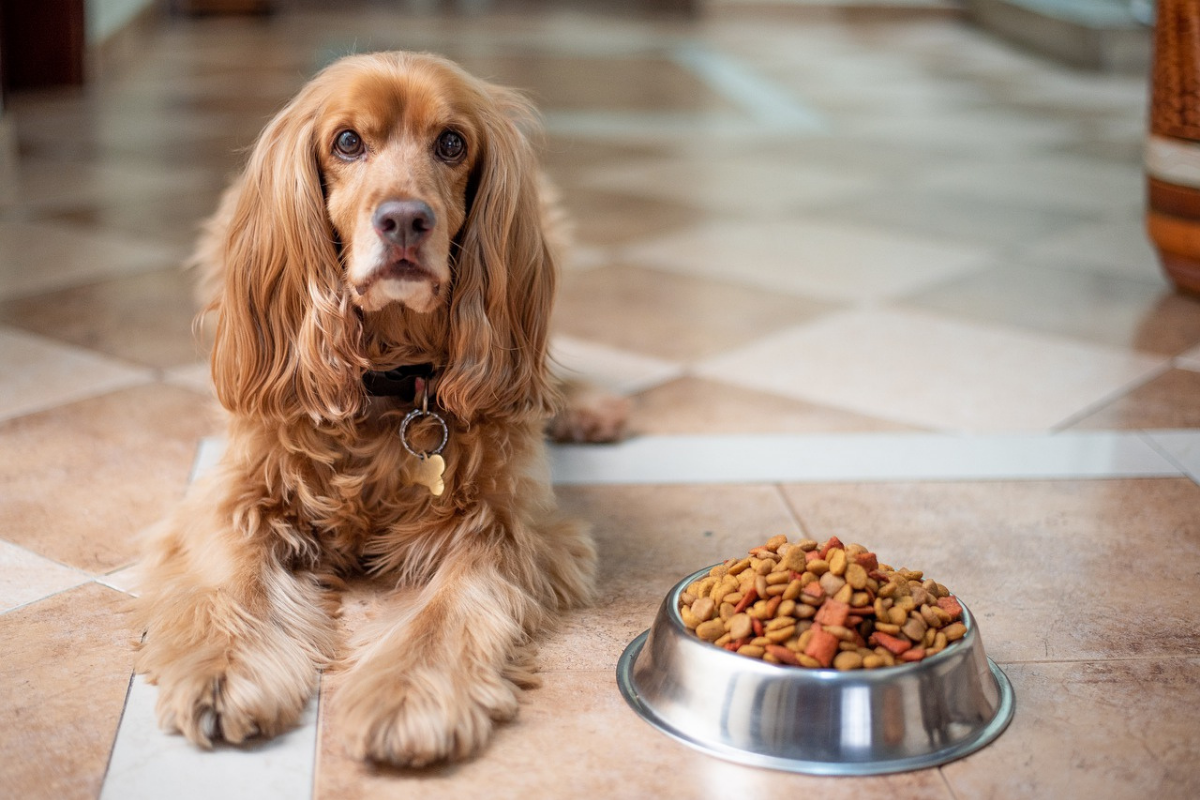 SOS : Ανακαλείται επειγόντως γνωστή τροφή για σκύλους- Μπορεί να προκαλέσει πνιγμό-Ποια είναι